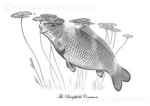 300x212 the burghfield common classic famous carp pencil drawing - Carp Drawing