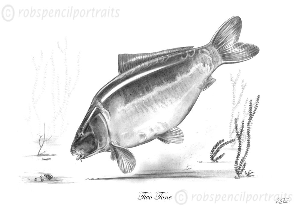 Carp Drawing at PaintingValley.com | Explore collection of Carp Drawing