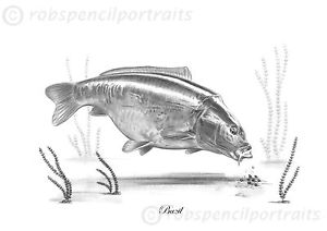 300x212 bazil classic famous carp series - Carp Drawing