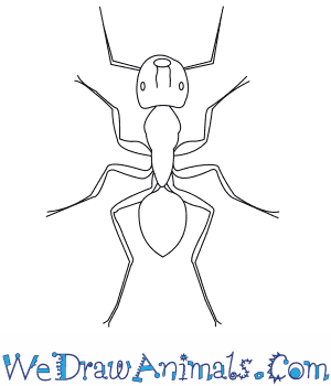 300x350 how to draw a carpenter ant - Carpenter Drawing