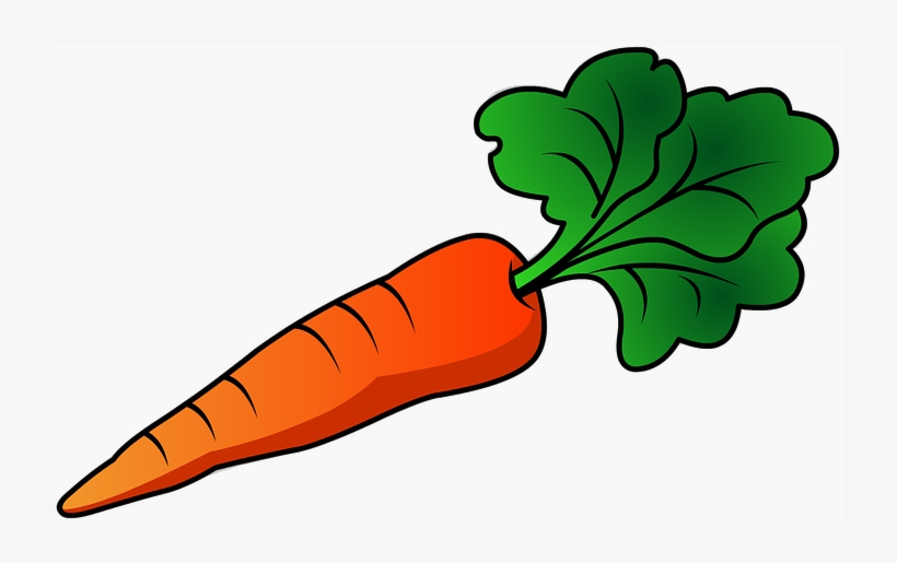 Carrot Drawing at Explore collection