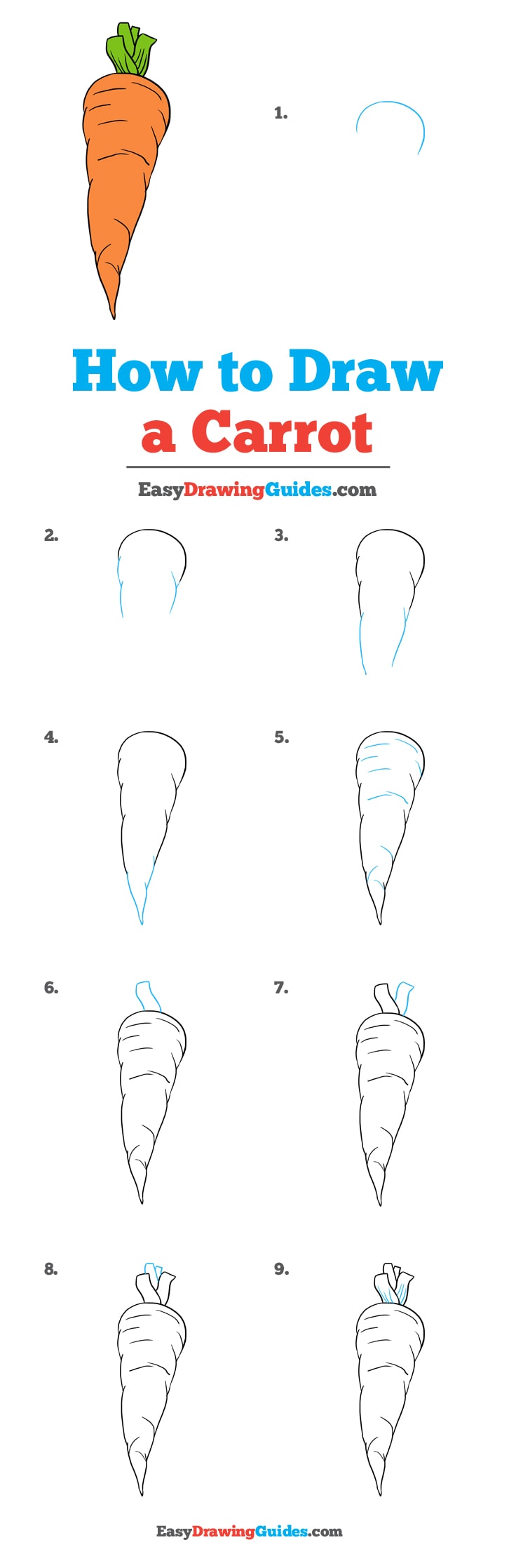 736x2225 how to draw a carrot - Carrot Drawing