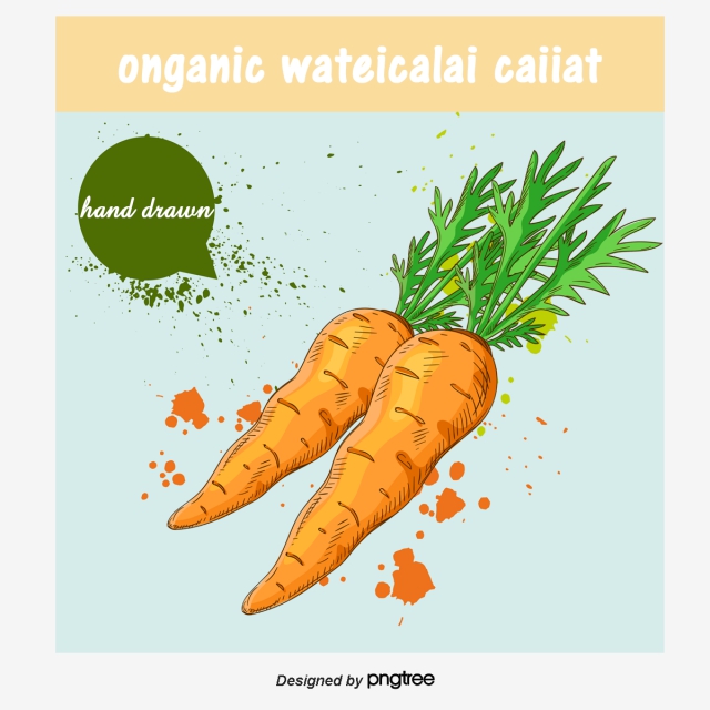640x640 vector drawing carrot, watercolor vegetables, vector vegetables - Carrot Drawing
