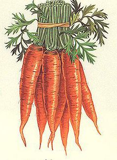 238x324 carrot drawing - Carrot Drawing