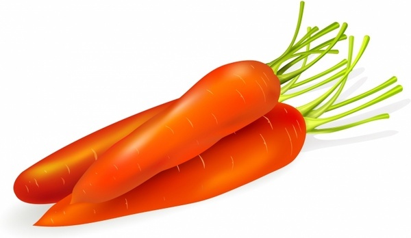 600x348 carrot drawing free vector download - Carrot Drawing