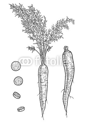 283x400 carrot illustration, drawing, engraving, ink, line art, vector - Carrot Line Drawing