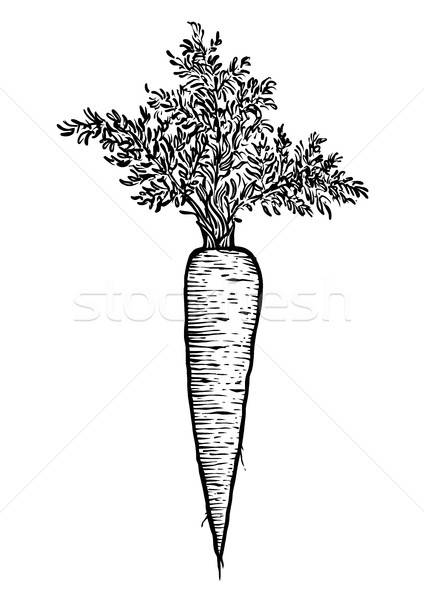 424x600 carrot illustration, drawing, engraving, line art, vegetable - Carrot Line Drawing