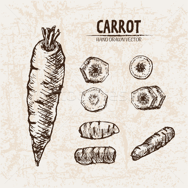 600x600 digital vector detailed line art carrot vector illustration - Carrot Line Drawing