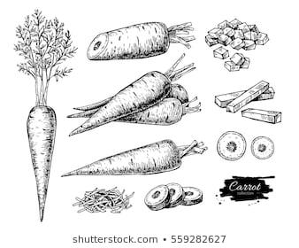 338x280 Huge Collection Of 'carrot Drawing' Download More Than Images - Carrot Line Drawing
