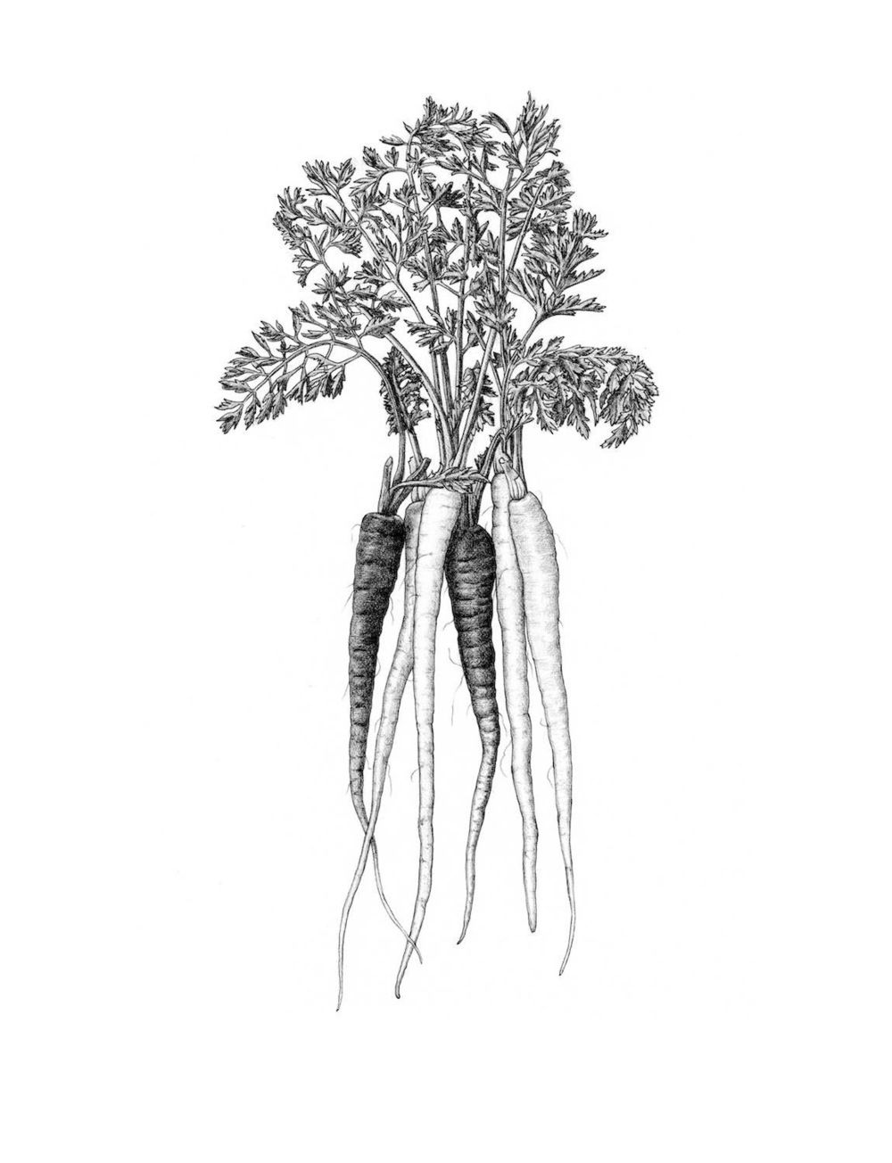 1000x1304 Tattoo Love Vegetable Tattoo, Chef Tattoo - Carrot Line Drawing