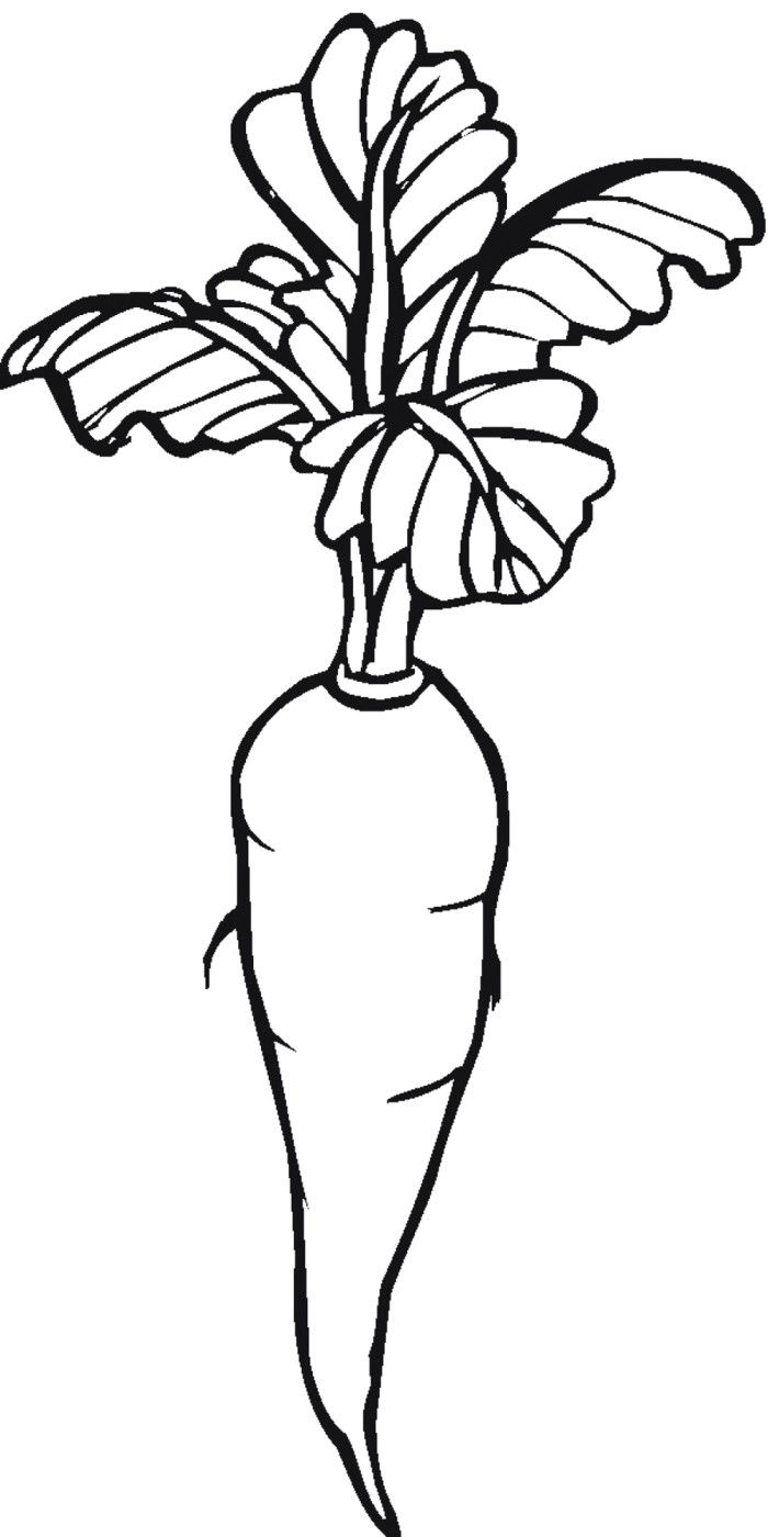 700x1400 carrot drawing rustic for free download - Carrot Line Drawing