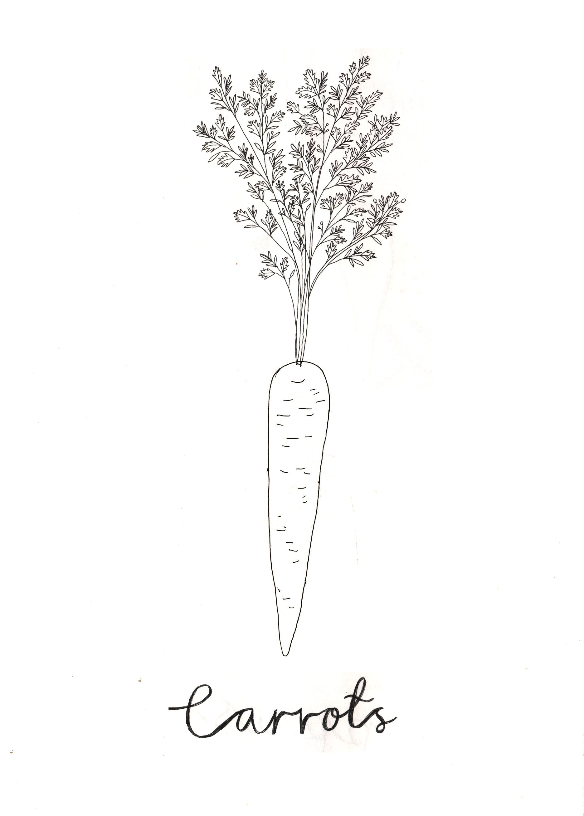 1872x2616 Crunchy Carrots Best Snack! Lthealthy Megt Illustration Art - Carrot Line Drawing