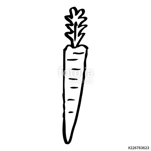 500x500 Line Drawing Cartoon Yellow Carrot Stock Image And Royalty Free - Carrot Line Drawing