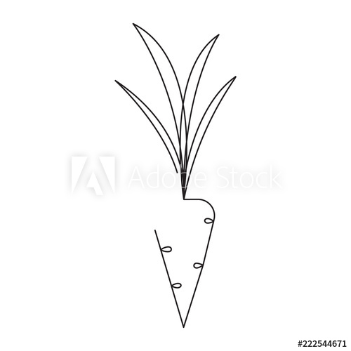 500x500 carrot editable continuous line vector illustration - Carrot Line Drawing