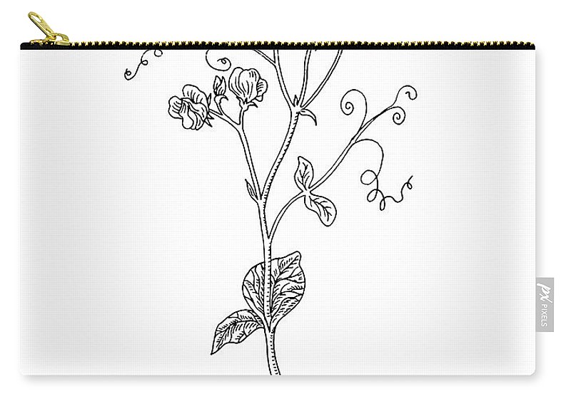 800x570 sweet pea flower botanical drawing carry all pouch for sale - Carry Drawing