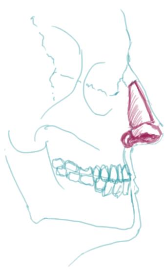 340x555 draw the nose - Cartilage Drawing