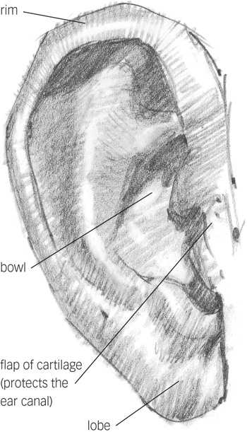 350x611 drawing the ears - Cartilage Drawing