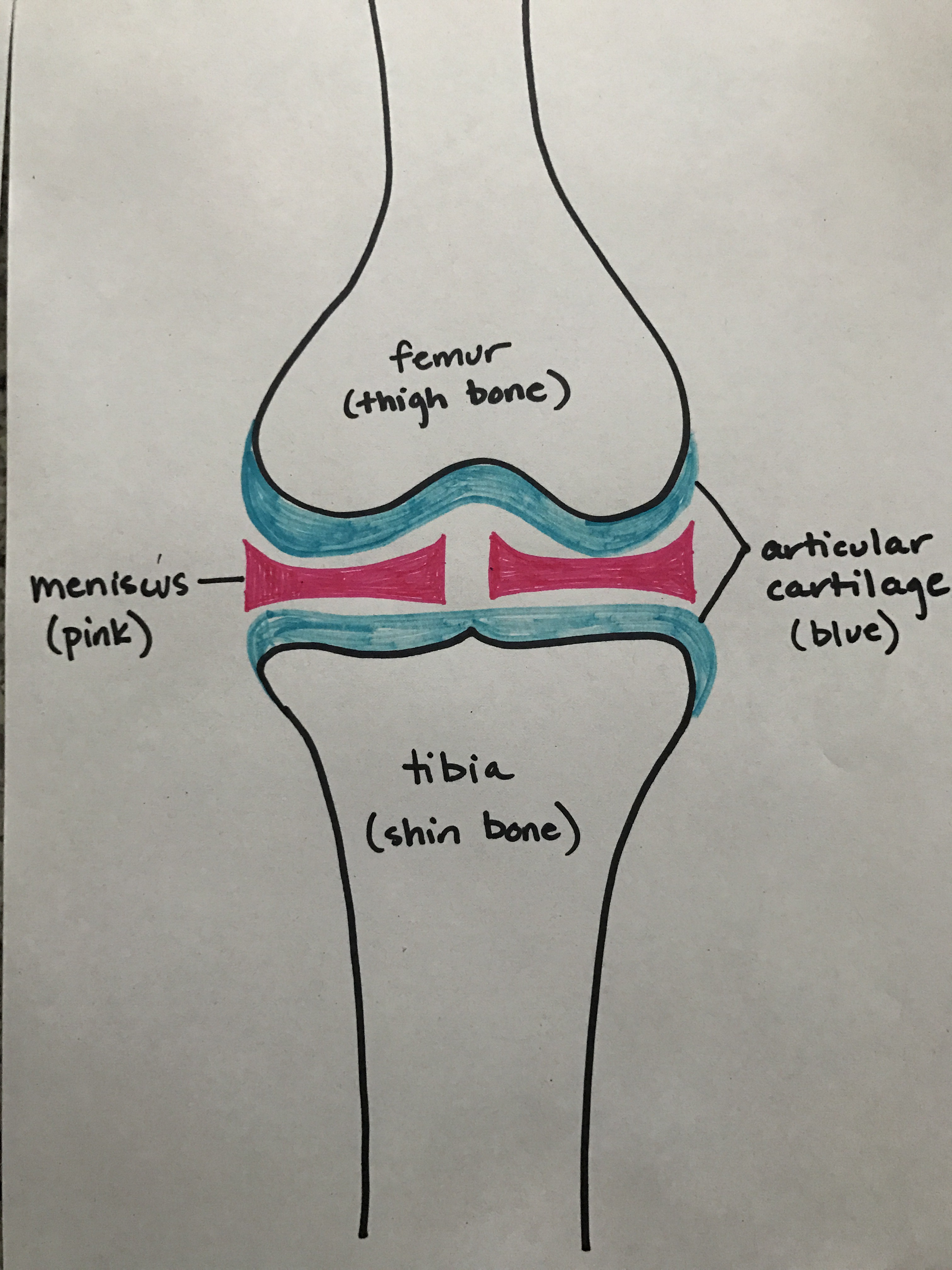 3024x4032 dustin pedroia's left knee history illustrates the types - Cartilage Drawing