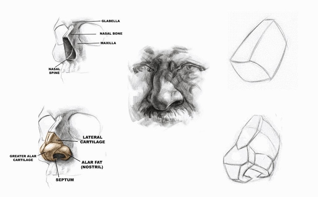 1029x640 how to draw a nose - Cartilage Drawing