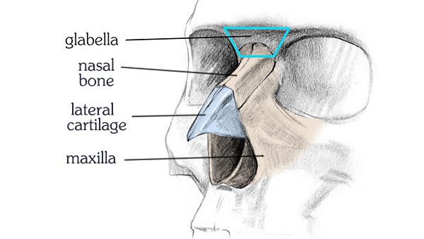 600x338 how to draw a nose anatomy and structure draw noses - Cartilage Drawing