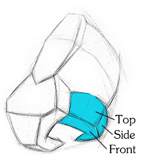 289x338 how to draw a nose anatomy and structure proko - Cartilage Drawing