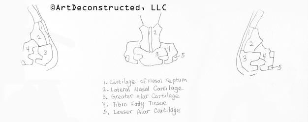626x248 painting and drawing the nose with anatomy - Cartilage Drawing