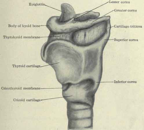 497x448 the larynx - Cartilage Drawing