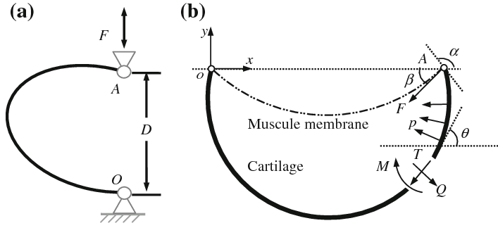 707x334 a schematic drawing of the material test to get the mechanical - Cartilage Drawing