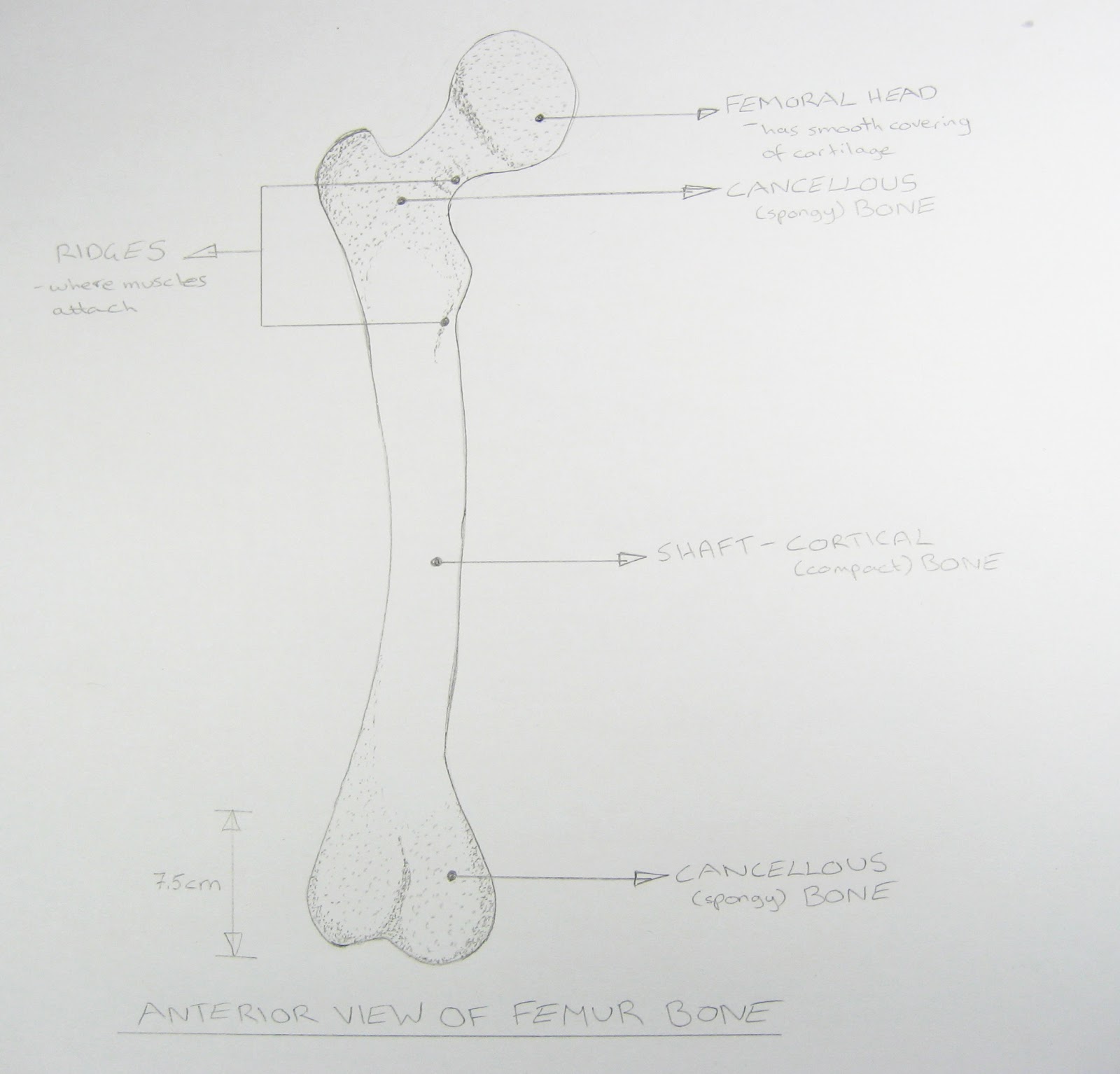 1600x1534 inside and biological drawings, the good, bad and ugly! - Cartilage Drawing