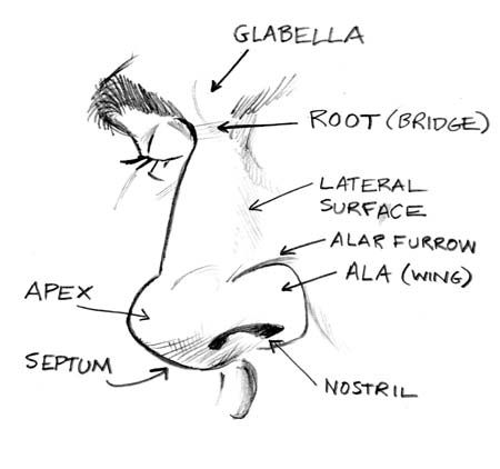 450x422 of bone and cartilage made up of various parts that while unique - Cartilage Drawing