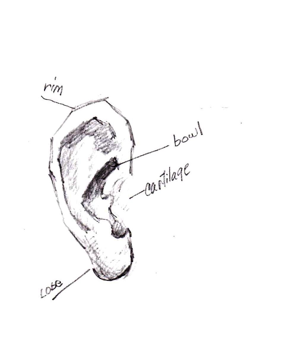 1036x1202 drawing portraits features of the face ears stafford artworks - Cartilage Drawing