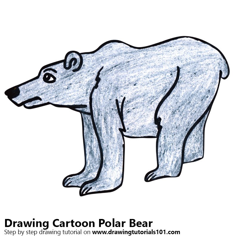 800x800 Learn How To Draw A Cartoon Polar Bear - Cartoon Bear Drawing