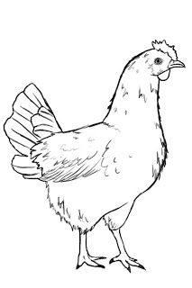 213x320 Chicken Drawing Free Download - Cartoon Chicken Drawing