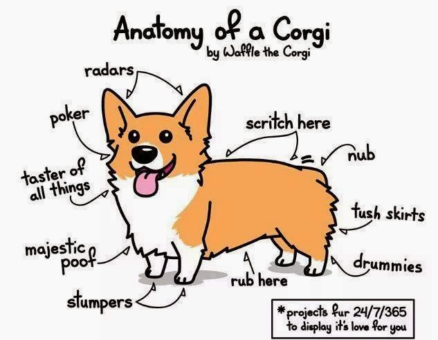 633x492 corgi drawings deve drawing - Cartoon Corgi Drawing