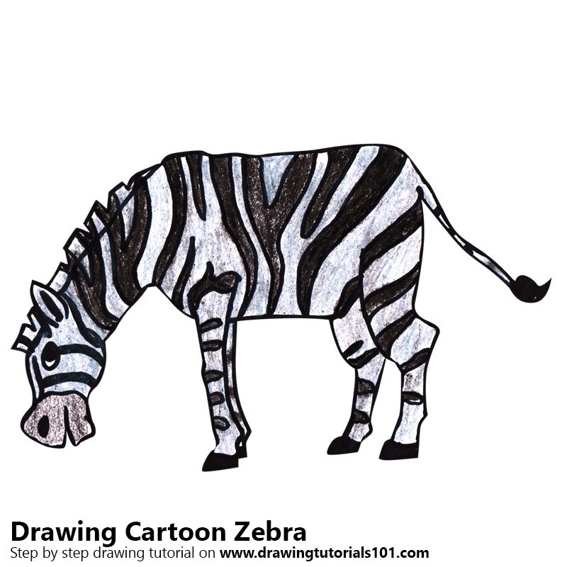 800x800 Cartoon Zebra Colored Pencils - Cartoon Drawing Photos