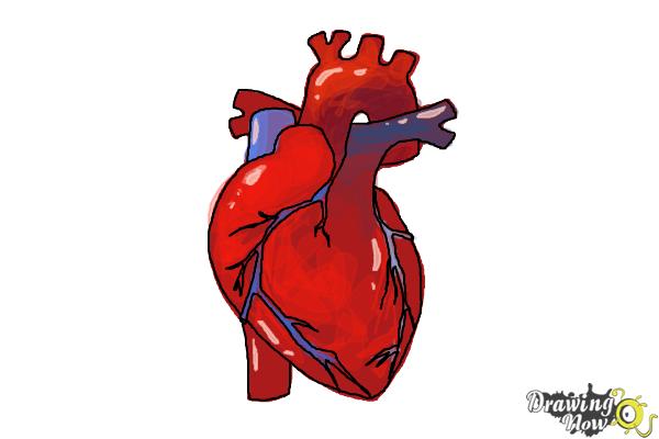600x400 How To Draw A Human Heart - Cartoon Heart Drawing