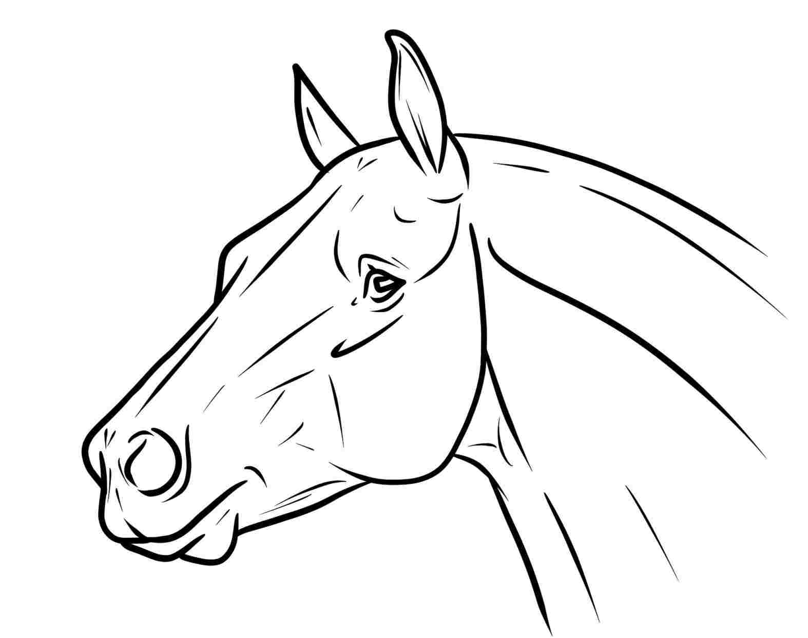 Horse Head Line Drawing ~ Drawing Tutorial Easy