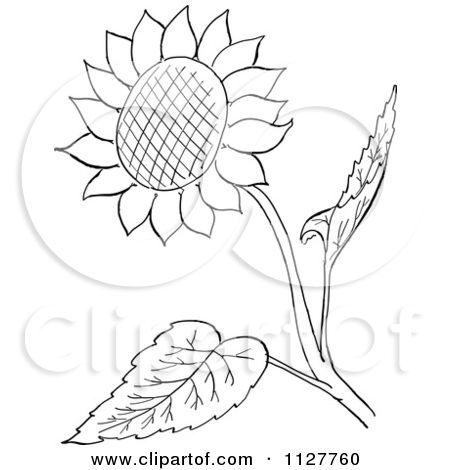 450x470 Cartoon Of A Retro Vintage Black And White Sunflower And Leaves - Cartoon Line Drawing