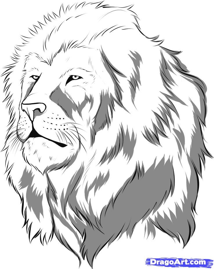 738x926 How To Draw A Realistic Lion, Draw Real Lion, Step - Cartoon Lion Face Drawing