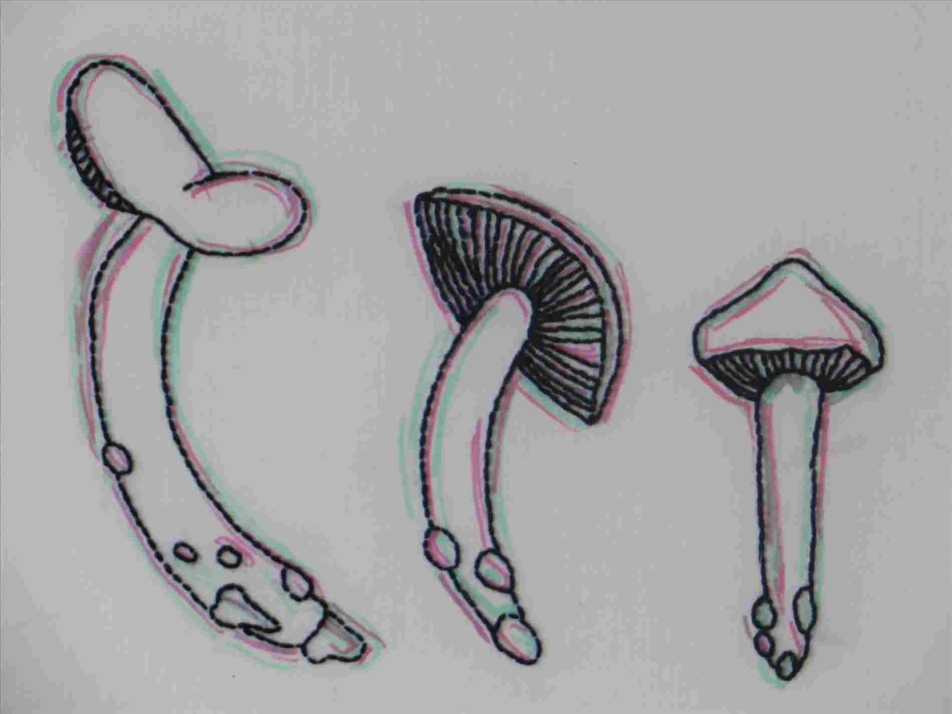 1899x1424 sketch step cartoon trippy mushrooms drawing - Cartoon Mushroom Drawing