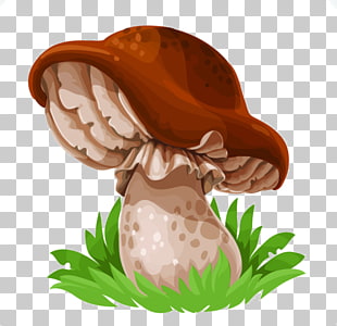 310x300 edible mushroom drawing common mushroom cep, cartoon head tilted - Cartoon Mushroom Drawing