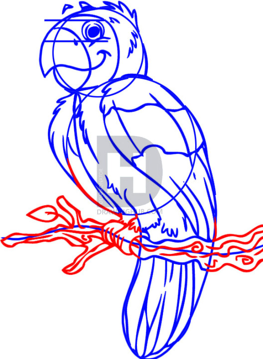 528x720 How To Draw A Cartoon Parrot, Step - Cartoon Parrot Drawing