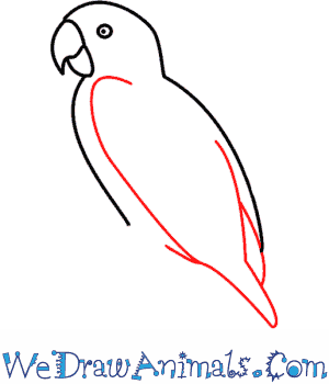 300x350 How To Draw A Parrot - Cartoon Parrot Drawing