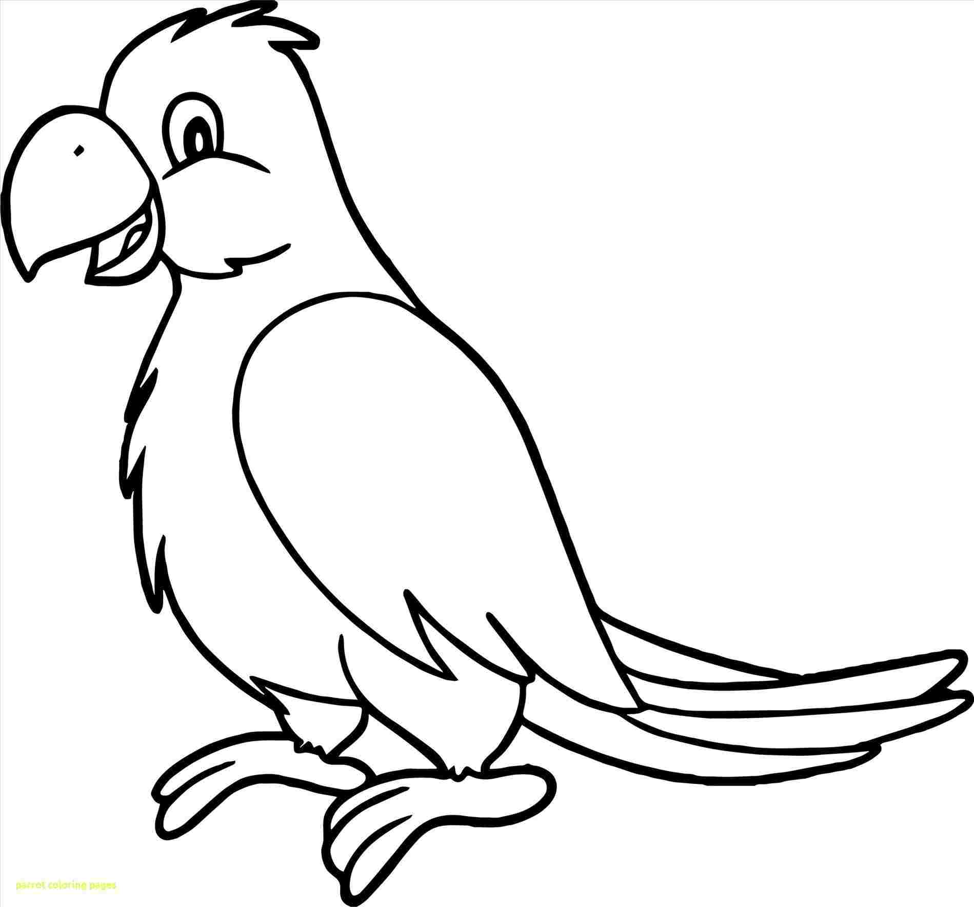 Cartoon Parrot Drawing at Explore collection of