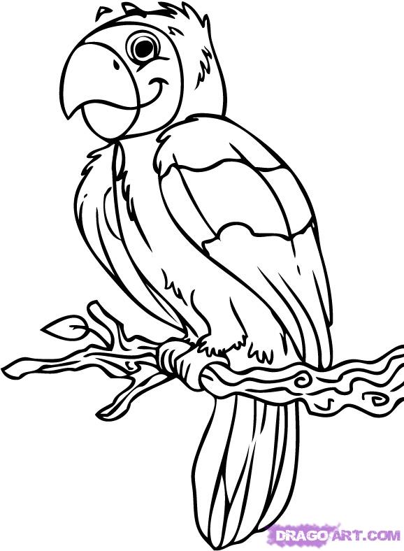 578x788 Draw A Cartoon Parrot, Step - Cartoon Parrot Drawing
