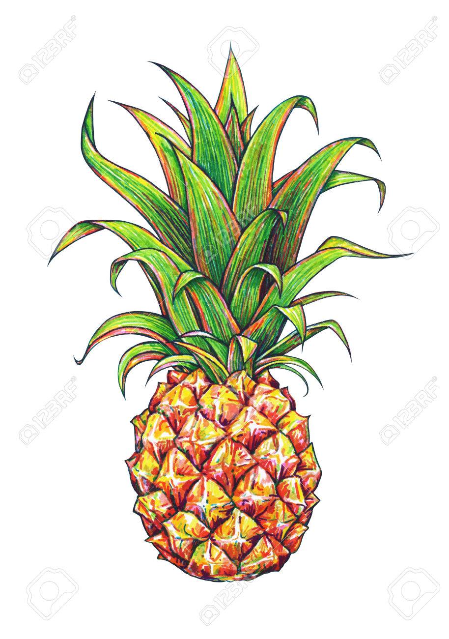 Cartoon Pineapple Drawing at Explore collection of