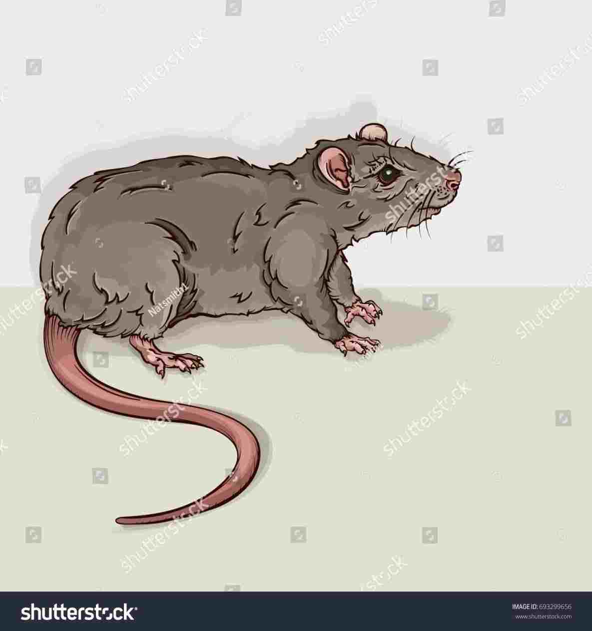 1185x1264 Easy Cartoon Rat Drawing - Cartoon Rat Drawing