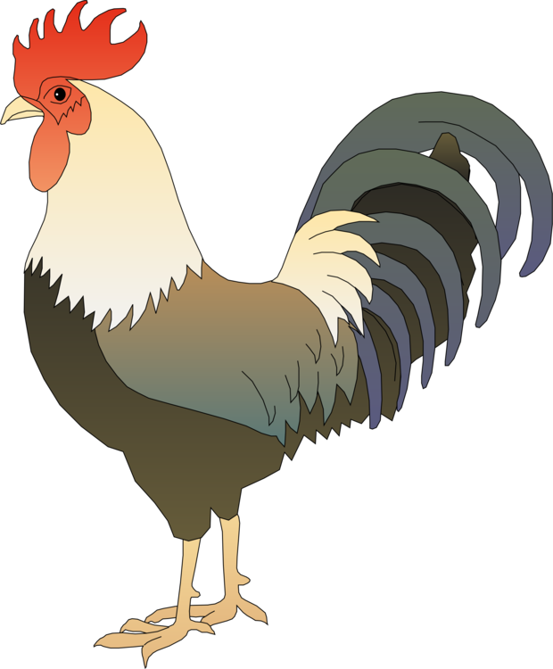 620x750 Chicken Rooster Can Stock Photo Drawing Cartoon Cc0 - Cartoon Rooster Drawing