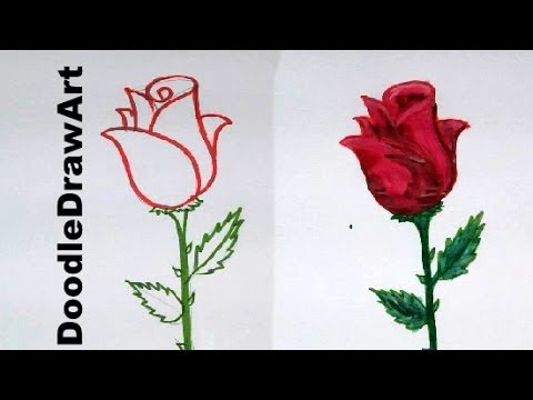 480x360 Drawing How To Draw A Rose Step - Cartoon Rose Drawing
