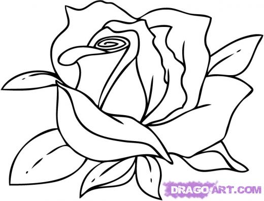 520x396 Learn How To Draw A Cartoon Rose, Flowers, Pop Culture, Free Step - Cartoon Rose Drawing